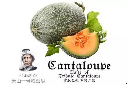 吃瓜的娱乐号是什么,吃瓜群众热议的娱乐号背后的故事