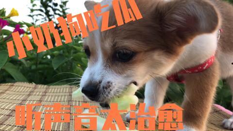 娱乐吃瓜酱送小狗视频在线观看,萌宠来袭，温馨瞬间引网友热议